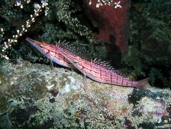 Nice pair of long nosed hawkfish on a ledge by Rob Spray 